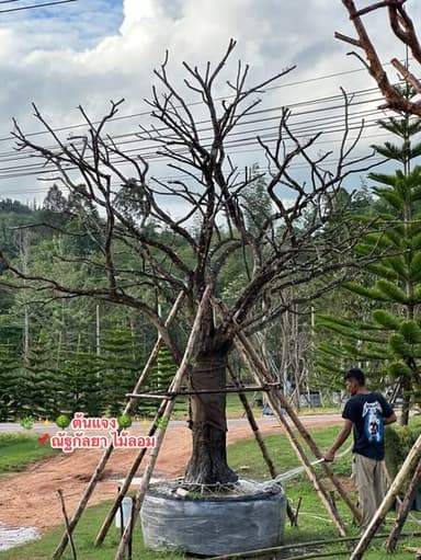 ซิลเวอร์โอ๊ค ต้นไม้สวยงาม
