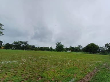 หญ้าพาสพาลั่ม