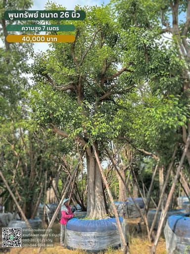 พูนทรัพย์ 25 นิ้ว สูง 7 เมตร
