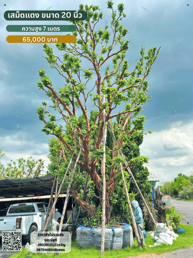 เสม็ดแดง