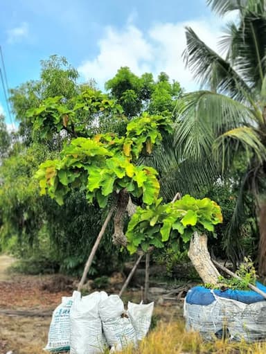 ต้นตองกุงเอน 14 นิ้ว