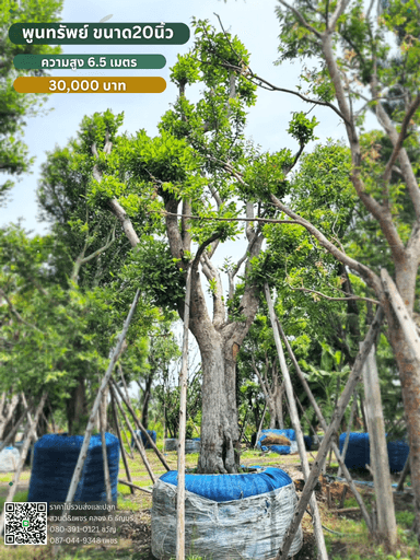 พูนทรัพย์