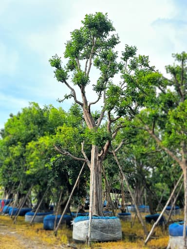 พูนทรัพย์