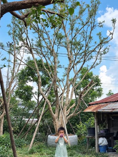 เสม็ดขาว