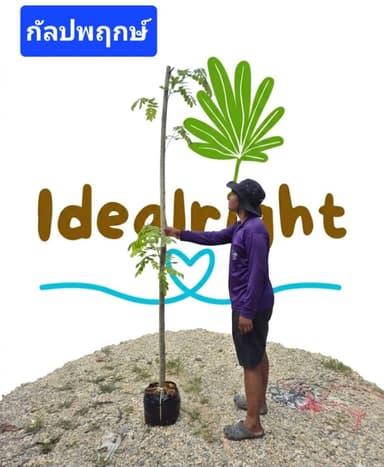 ต้นกัลปพฤกษ์ 2 เมตร ซากุระเมืองไทย