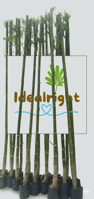 ไผ่เลี้ยง 2 เมตร จัดสวนสไตล์ญี่ปุ่น