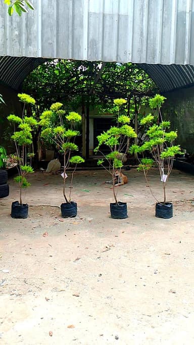 ต้นหลิวทอง ไม้ประดับสีทองสวยงาม เลี้ยงง่าย เหมาะกับแดดจัด