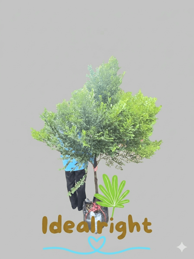 ล่ำซำ 1.8 เมตร