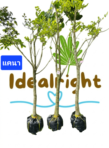 ต้นแคนา