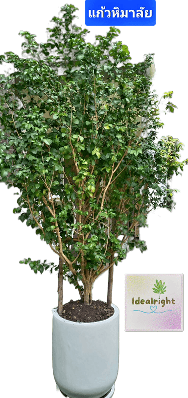 ต้นแก้วหิมาลัย