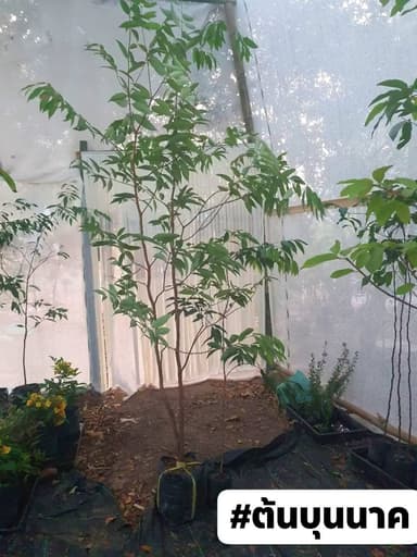 ต้นบุนนาค - ต้นไม้แห่งโชคลาภ 🌿