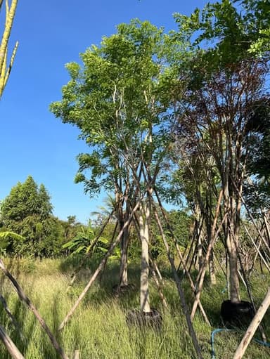 ต้นกระพี้จั่น