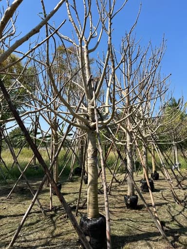 ต้นแคนา 6”, 7”, 8” รอใบแตก