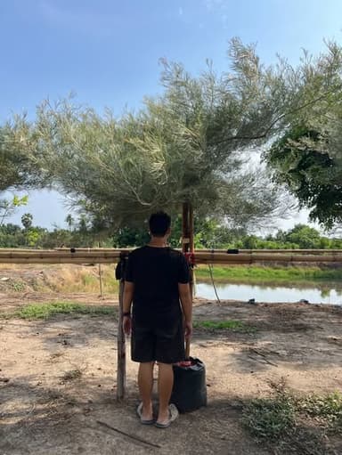 สนเกรวิลเลีย ฟอร์มสวย