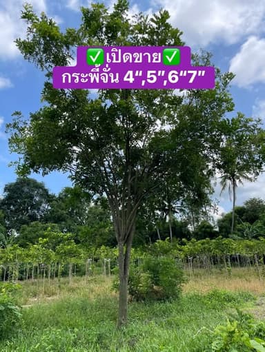 ต้นกระพี้จั่น