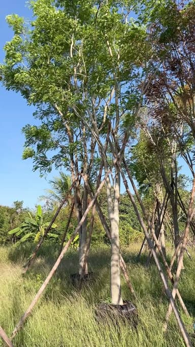 ต้นกระพี้จั่น 6”, 7“, 8“, 9“