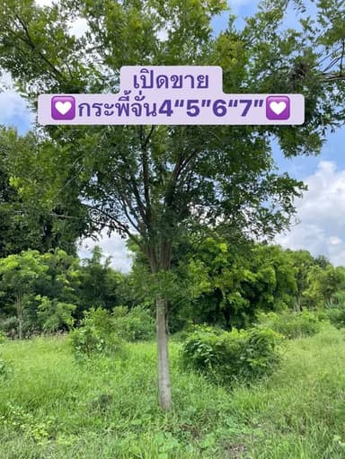 ต้นกระพี้จั่น