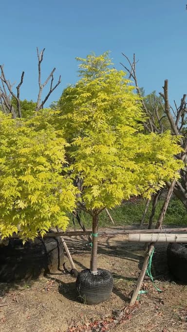 เก็จมณีสีทอง