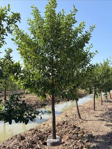 ต้นมั่งมี 3" และ 4" ไซส์มินิ