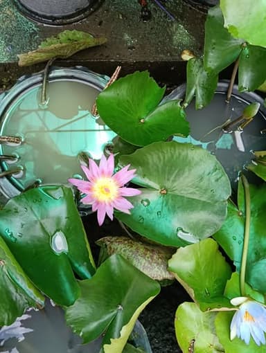 ดอกบัวและไม้น้ำ