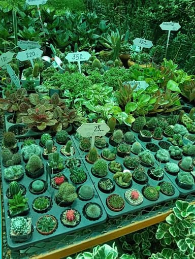 บอนไซดอกแก้วแคระ - ดอกหอมสุดมงคล