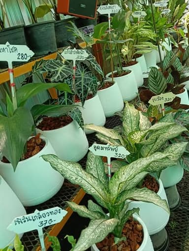 ไม้มงคลฟอกอากาศ