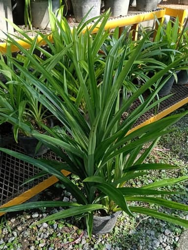 เตยหอมแท้ 100%