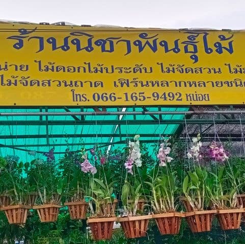 นิชาพันธุ์ไม้