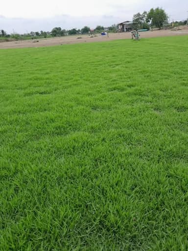 หญ้าญี่ปุ่นหนาแน่น