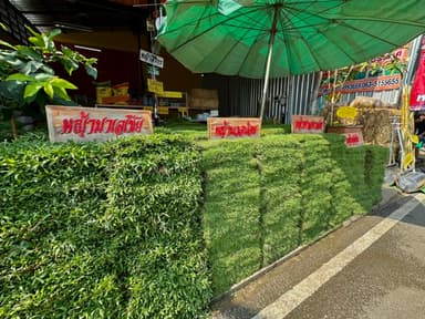 หญ้ามาเลเซีย