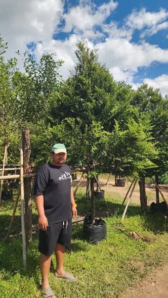 ต้นล่ำซำ - ต้นมั่งมี