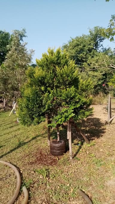ต้นล่ำซำ 2"-3" 🌲 พร้อมปลูก