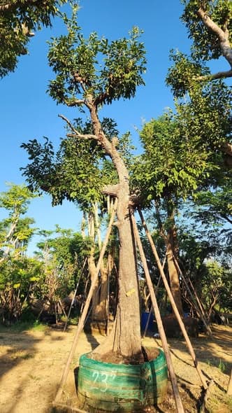 ต้นหว้าน้ำโขง