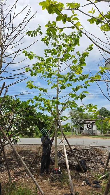ต้นขานาง ไม้ยืนต้นให้ร่มเงา
