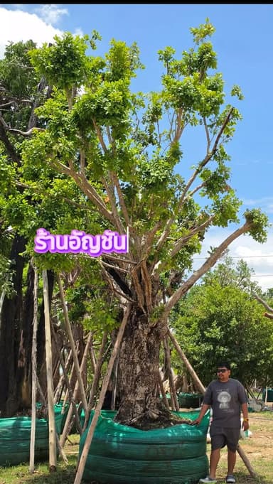 ต้นหว้าน้ำโขง