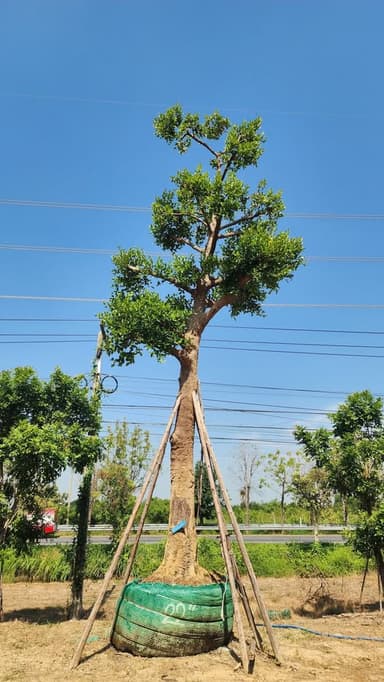 ต้นมั่งมี มั่งคั่ง ร่ำรวย