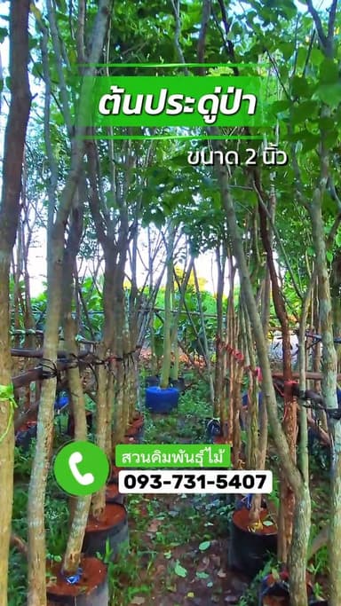 ต้นประดู่ป่าขนาด 2 นิ้ว