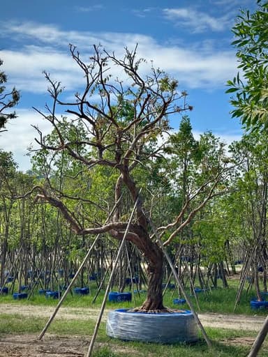 ต้นเสม็ดแดง เอนลีลา 17" 🌳