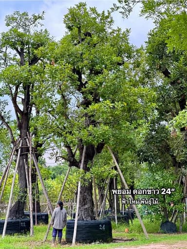ซิลเวอร์โอ๊ค ไม้ประธานฟอร์มสวย