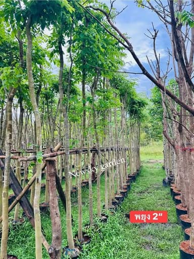 ต้นพยุง 1.5”- 3” พร้อมปลูก