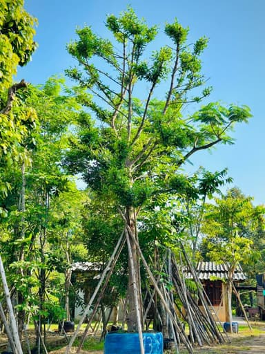 ต้นมั่งมี 13"