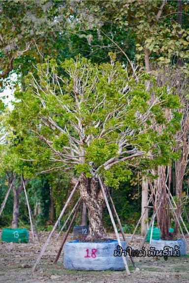 ต้นหว้าน้ำโขง 18"