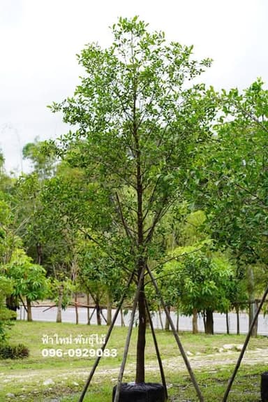 🌳 ต้นชงโคฮอลแลนด์ (Hong Kong Orchid Tree)