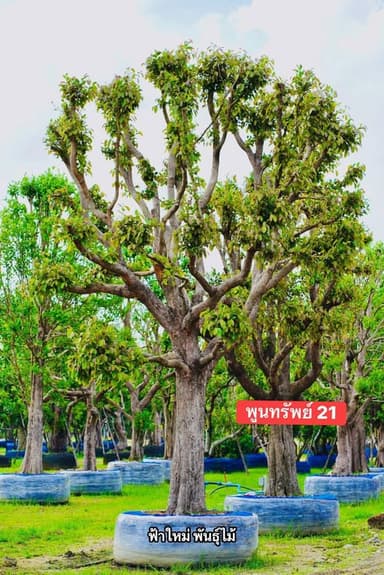 🌳 ต้นพูนทรัพย์ 21”