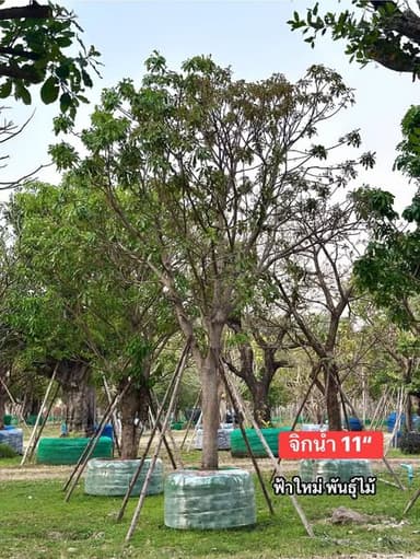 ต้นจิกน้ำ