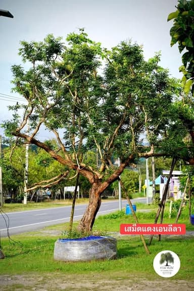 ต้นเสม็ดแดงเอนลีลา