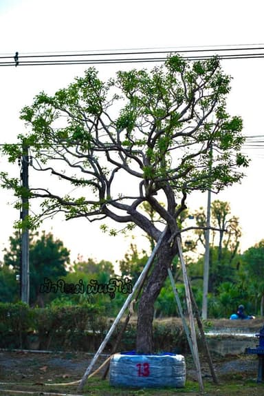 ต้นหว้าน้ำโขง ลีลา 13"