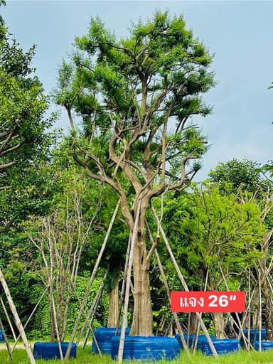 ต้นแจง 26” 🌳