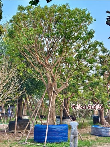 จิกน้ำ 20 นิ้ว ฟอร์มสวย
