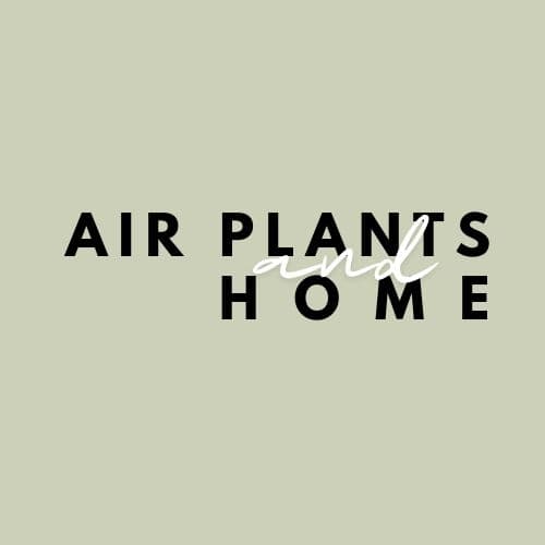 air plants and home